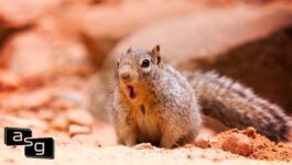Close-up of a curious squirrel on a red sandy ground, looking directly at the camera with its mouth slightly open. This image symbolizes alertness and the unexpected, reflecting the theme of disrupting predictable patterns in cold emails to capture attention and provoke engagement.